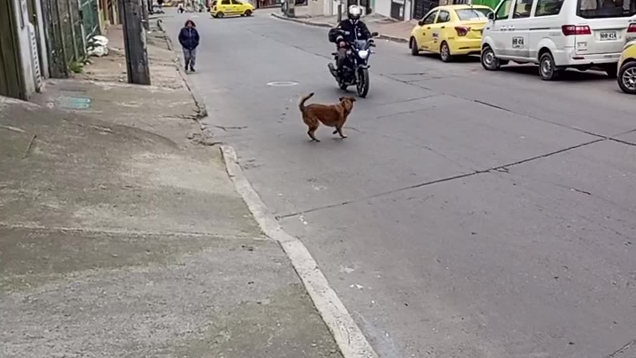 Barking Dog Spins For Passing Motorist