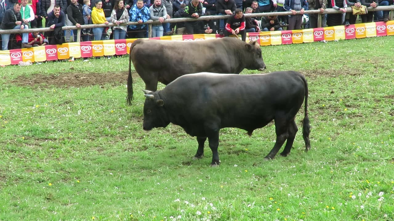 Džeri od Zorića vs Medonja od Ormanovića Bištrani 2025