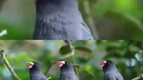 💋 Have you seen NUN Bird of South America