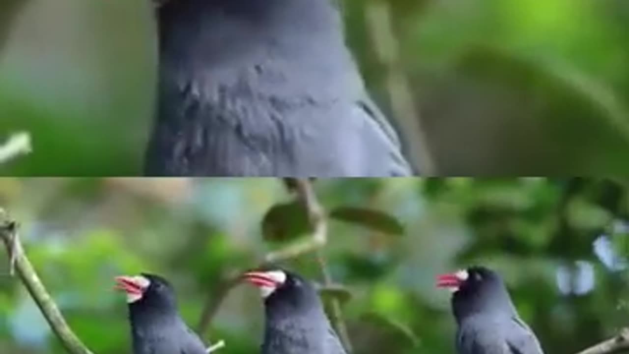 💋 Have you seen NUN Bird of South America