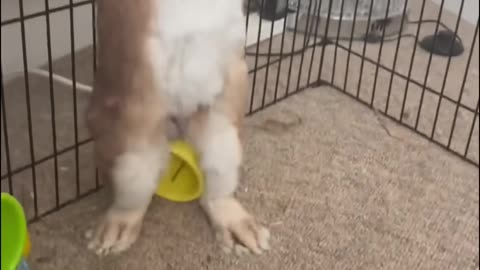 Bunnies are so cute when they get angry and stomp feet! rabbit😂