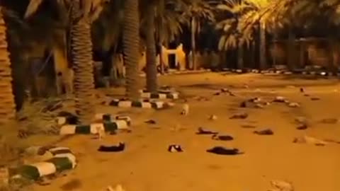 Kindom of cats