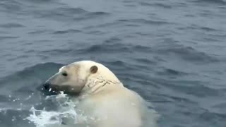 In Russia’s Chukotka region, a polar bear swam right past a boat of tourists