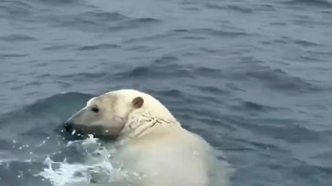 In Russia’s Chukotka region, a polar bear swam right past a boat of tourists