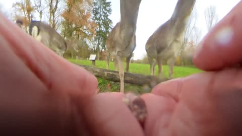 🦌 These Deer Are Up To Something Hilarious! | FunFM