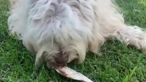 Wild Whole Sardines - Natural, Nutritious Treat for Dogs