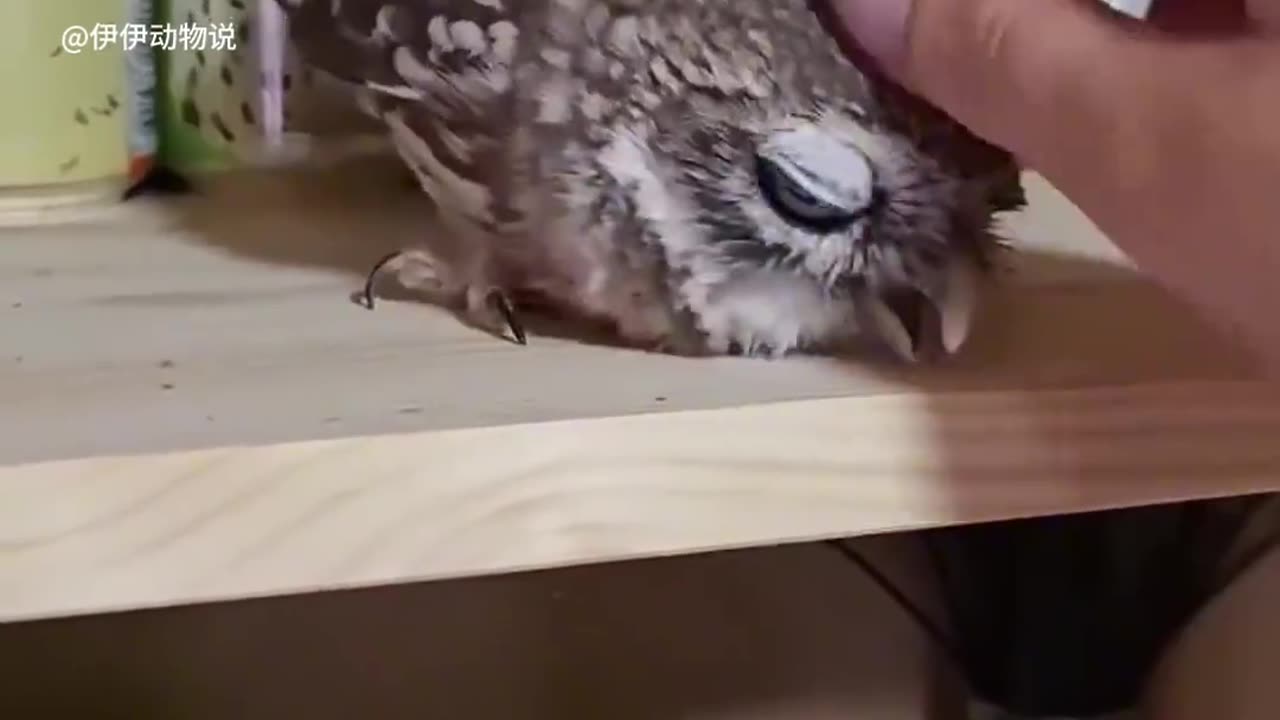 only here can it be shown.