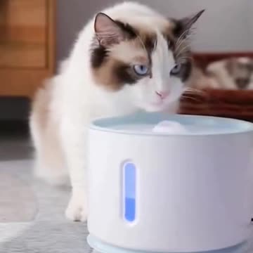 Creative Cat Drinking Bowl