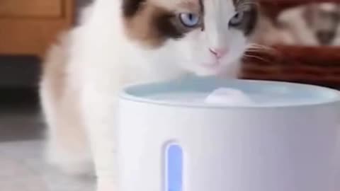 Creative Cat Drinking Bowl