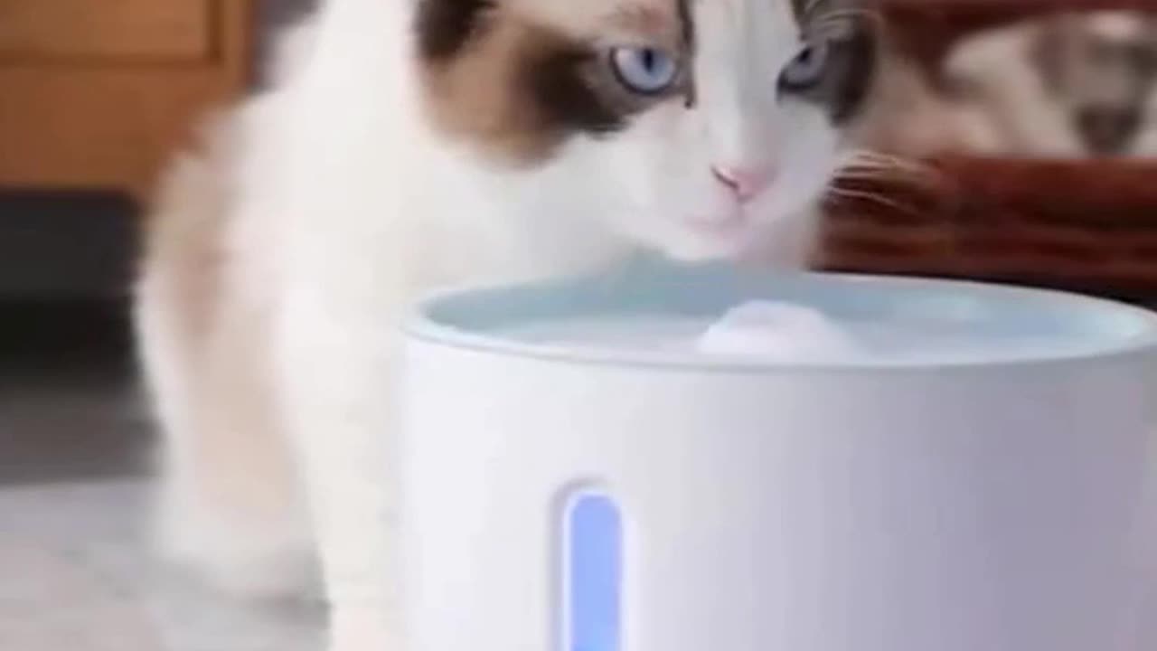 Creative Cat Drinking Bowl