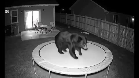 Funny Bear