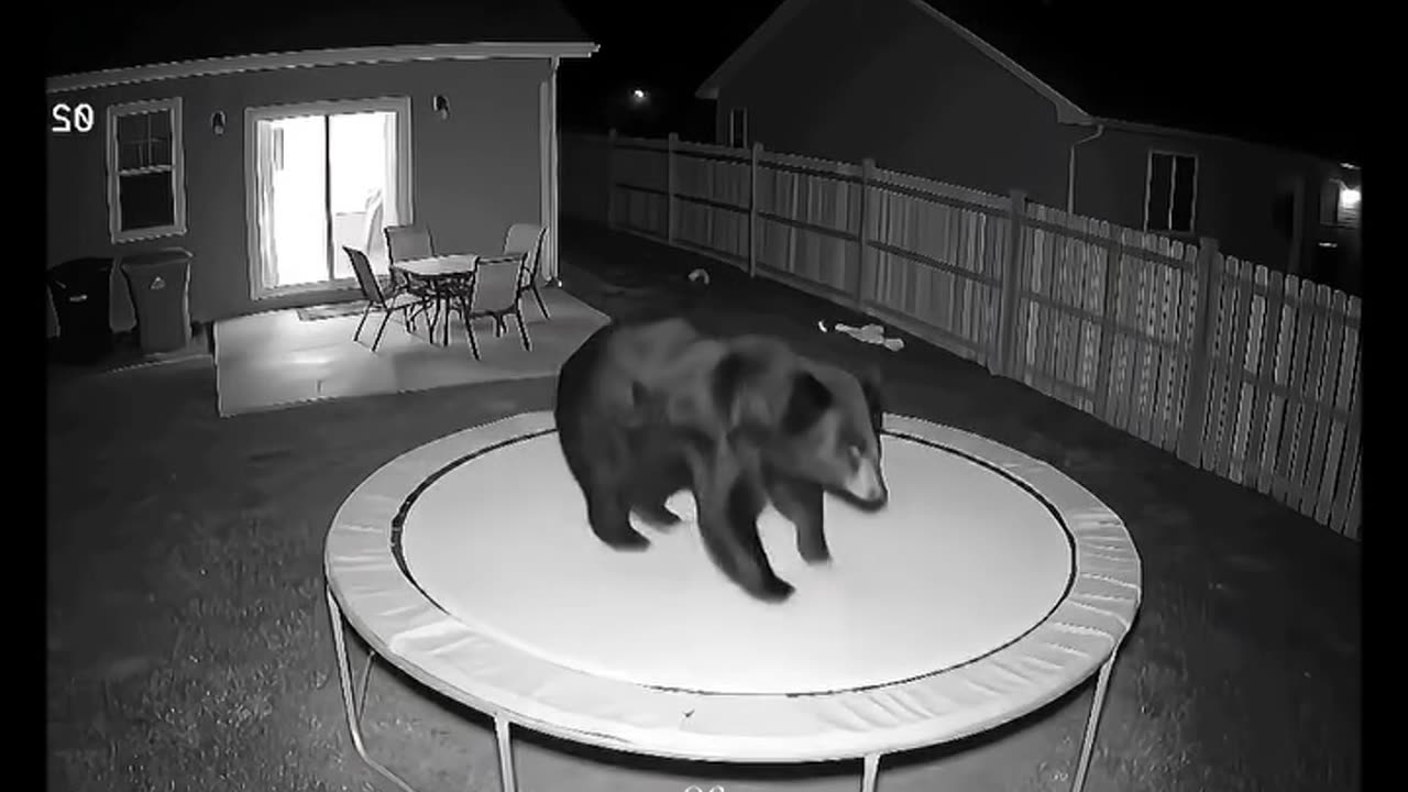 Funny Bear