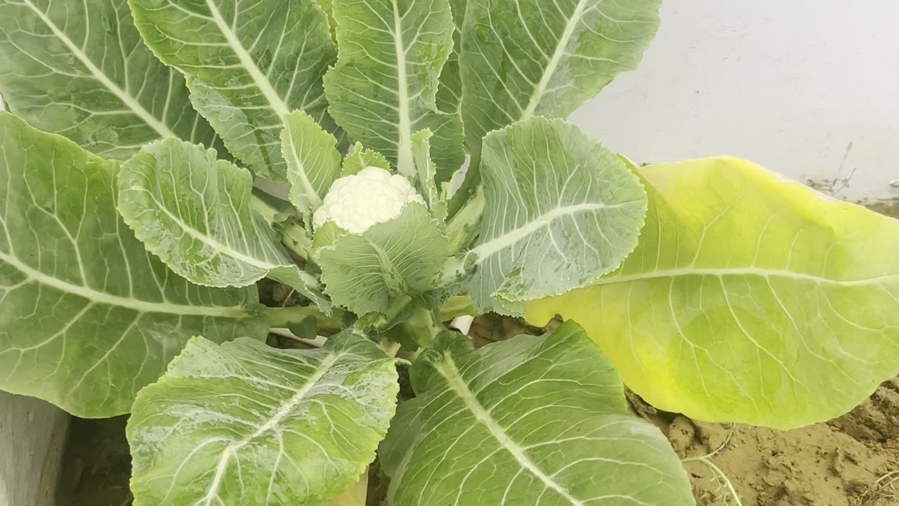 Cauliflower in terrace garden