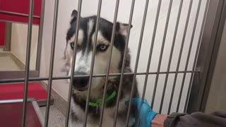 Hiker-husky-gave him all my heart 4y A753462 Chickadee 11mo A875923 kennel 152 PACC shelter202582253