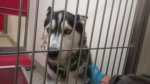 Hiker-husky-gave him all my heart 4y A753462 Chickadee 11mo A875923 kennel 152 PACC shelter202582253