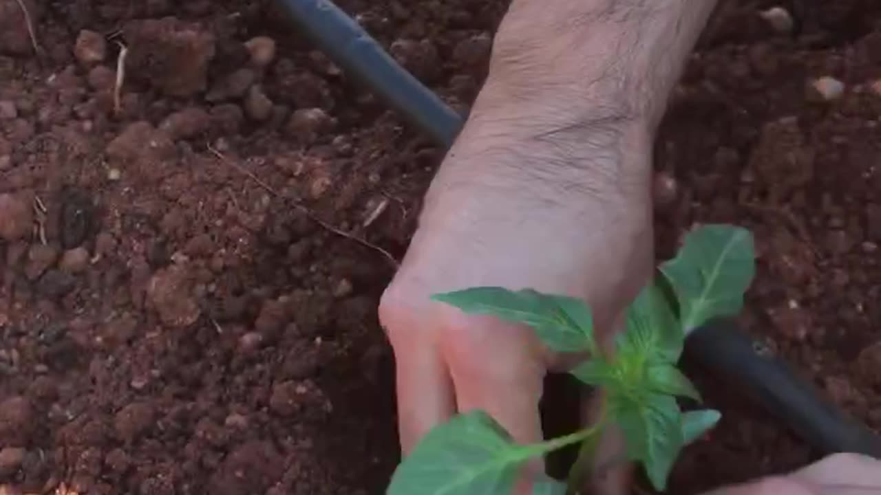 How to plant pepper seedlings?