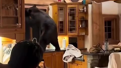 Giant Bear in The House