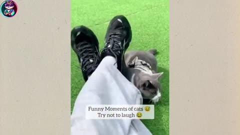 CUTE PET ANIMALS FUN