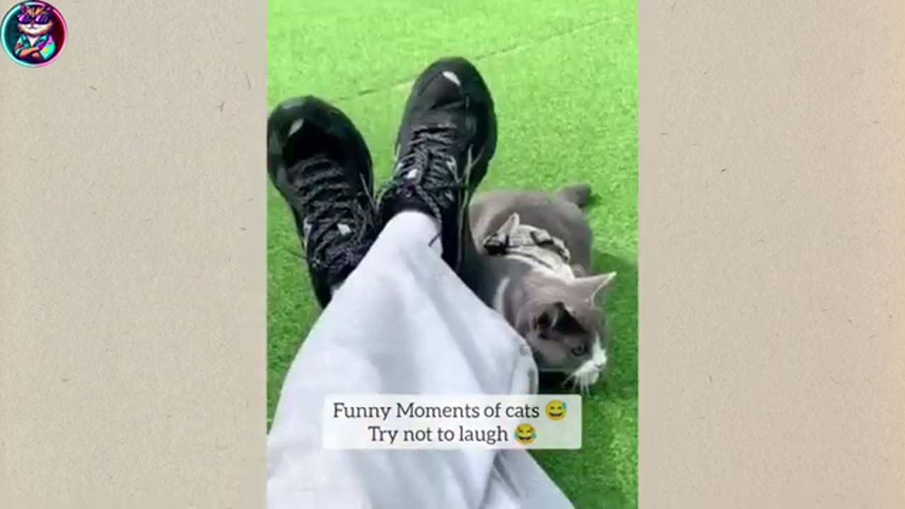 CUTE PET ANIMALS FUN