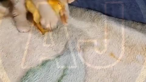 Funny video