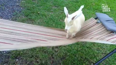 Funny video