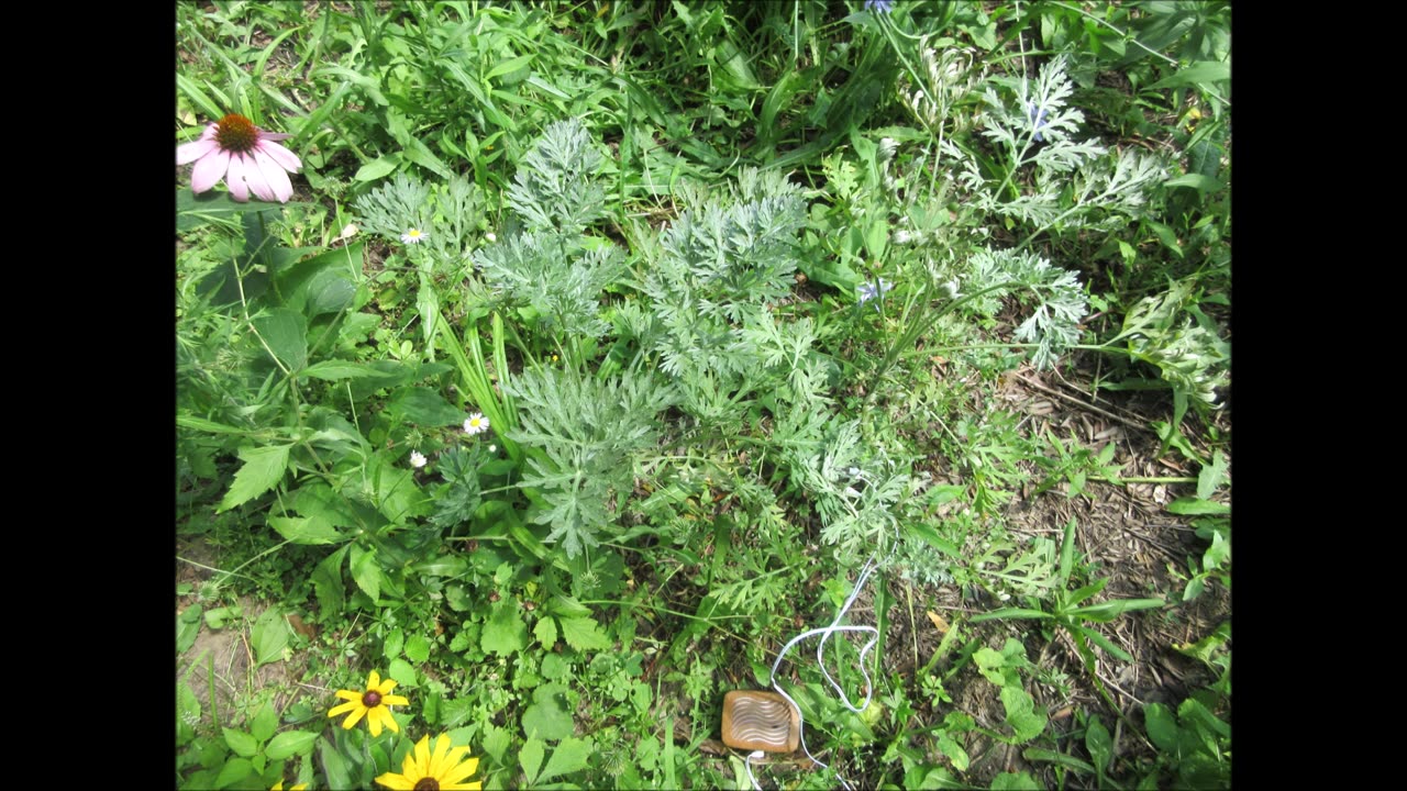 Protection Sachets Wormwood July 2024