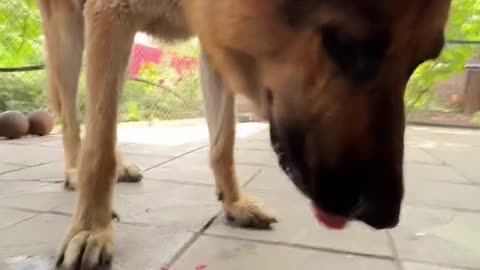 The dog loves watermelon😂