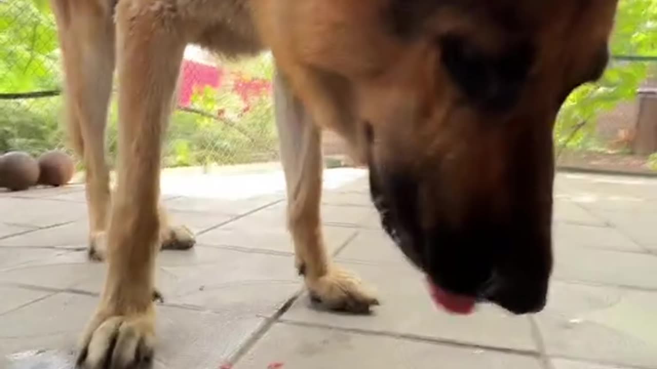 The dog loves watermelon😂