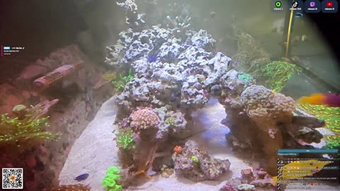 24/7 Real Live Reef Stream