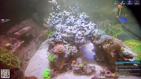 24/7 Real Live Reef Stream