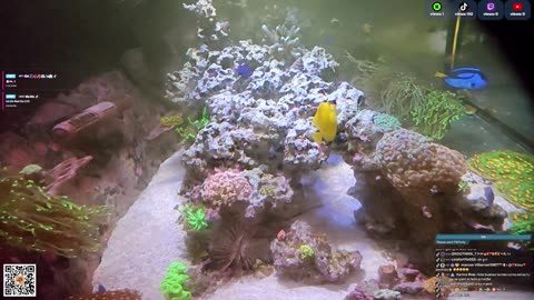 24/7 Real Live Reef Stream