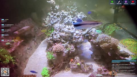 24/7 Real Live Reef Stream