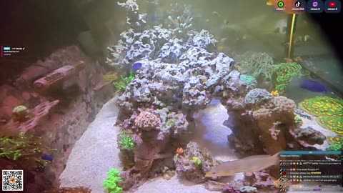 24/7 Real Live Reef Stream