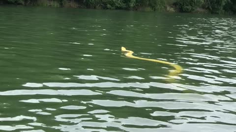 Swimming With My Pet Python