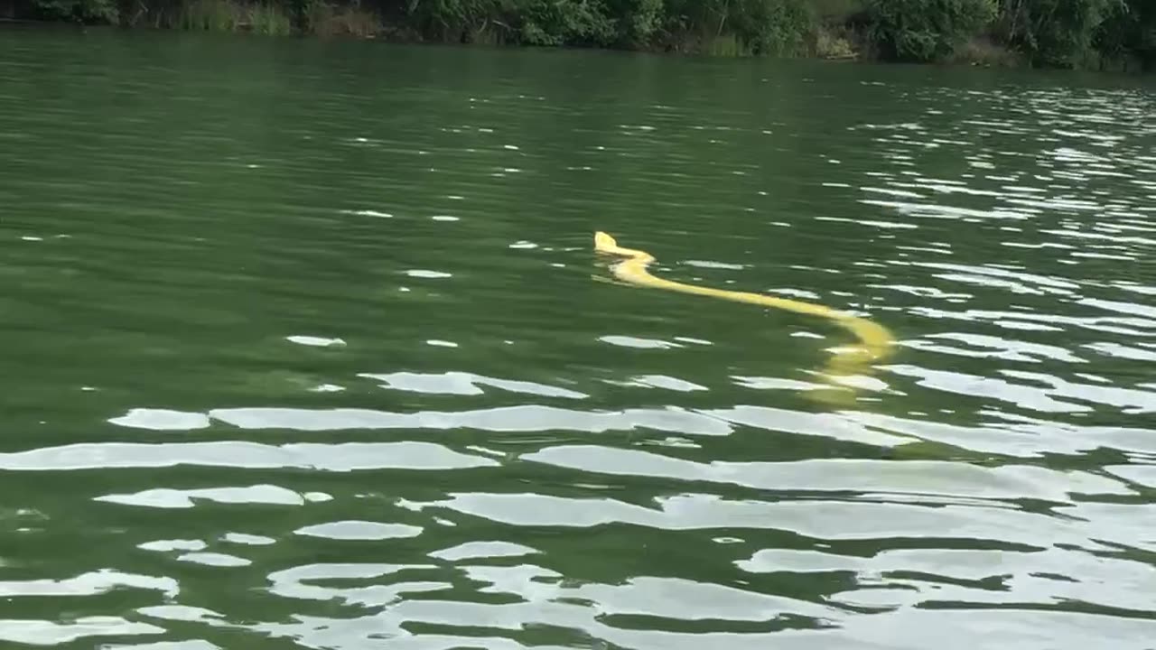 Swimming With My Pet Python