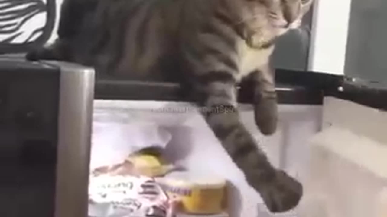 Cute cat reaction