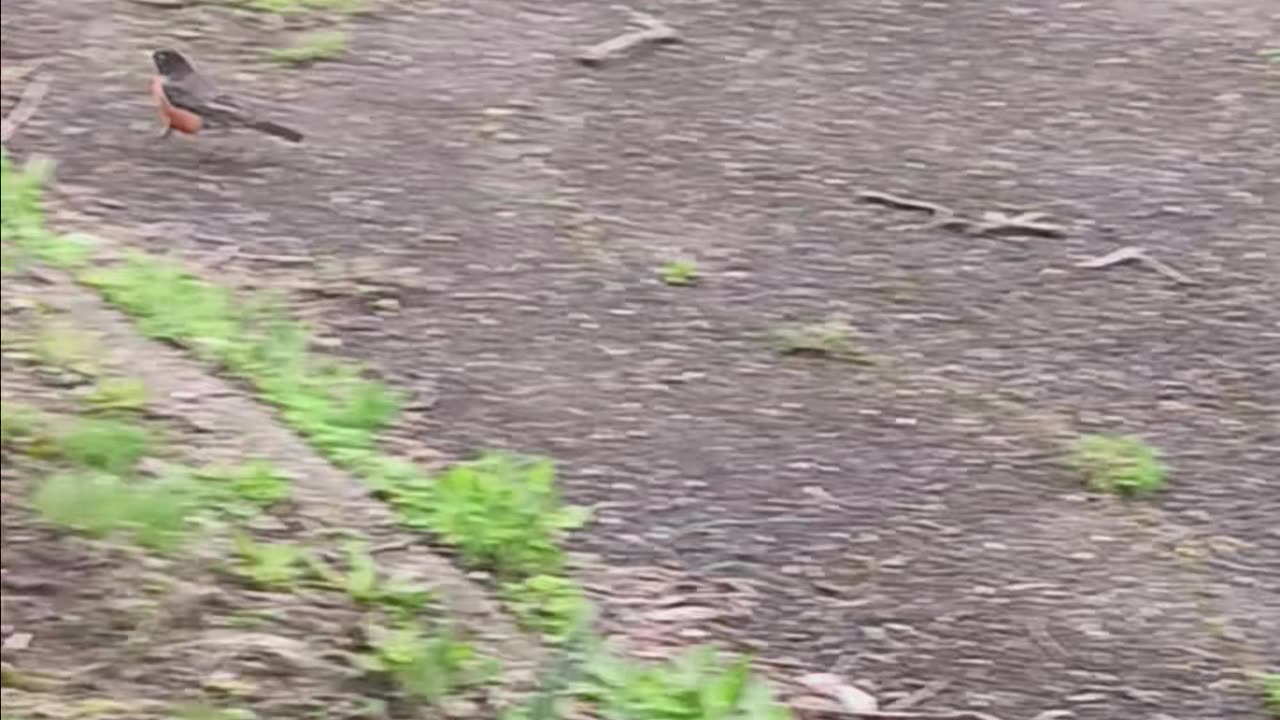 Robin kissena park