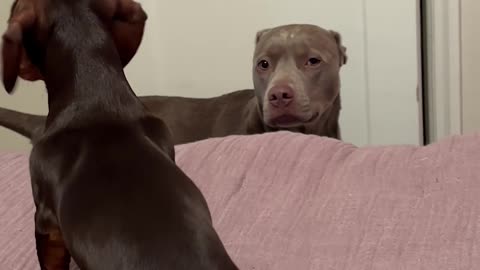 Older Dog Stoically Stares At Energetic Puppy