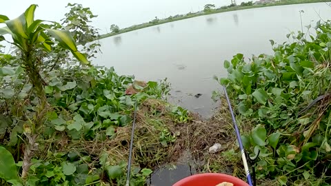 Carp Fly Fishing in Lake Dawn Shallows