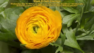 Grow Up! ~ May 21 to 27, 2025 Numerology Energies ~ Week 21
