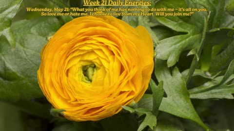 Grow Up! ~ May 21 to 27, 2025 Numerology Energies ~ Week 21