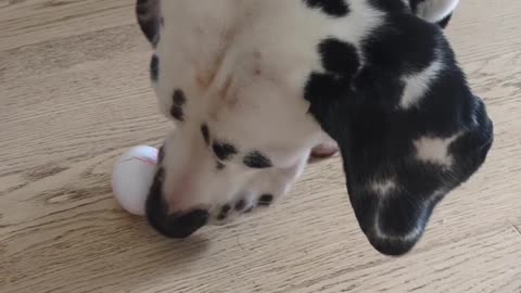 🐕😂 Dalmatian vs Labrador Eating Challenge! Who Wins? | FunFM