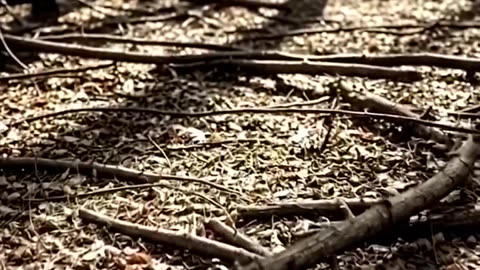 Beautiful video