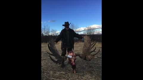 MASSIVE YUKON MOOSE