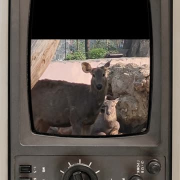 🌄 Captured in heart of nature — where peace meets wilderness. #SambarDeer #WildlifeIndia