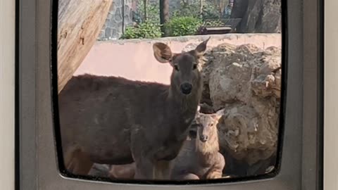 🌄 Captured in heart of nature — where peace meets wilderness. #SambarDeer #WildlifeIndia
