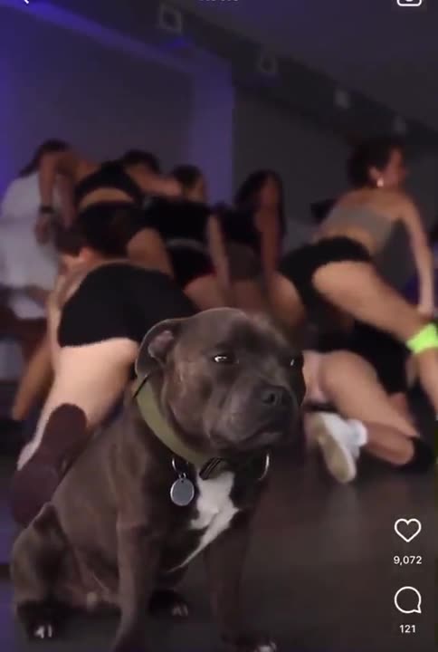 EVEN THE DOG IS DISGUSTED