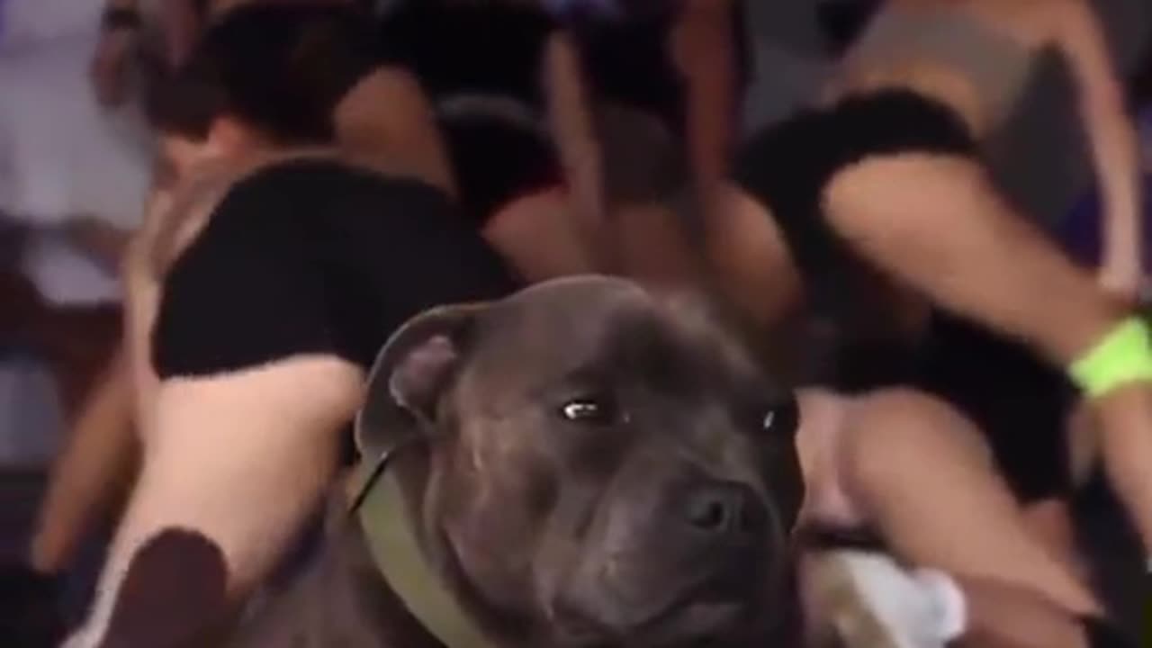 EVEN THE DOG IS DISGUSTED