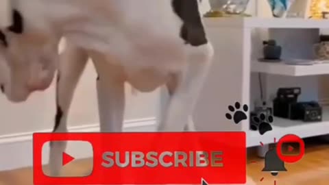 Cute & Funny Kittens—Pure Joy in Every Clip! 🐱✨