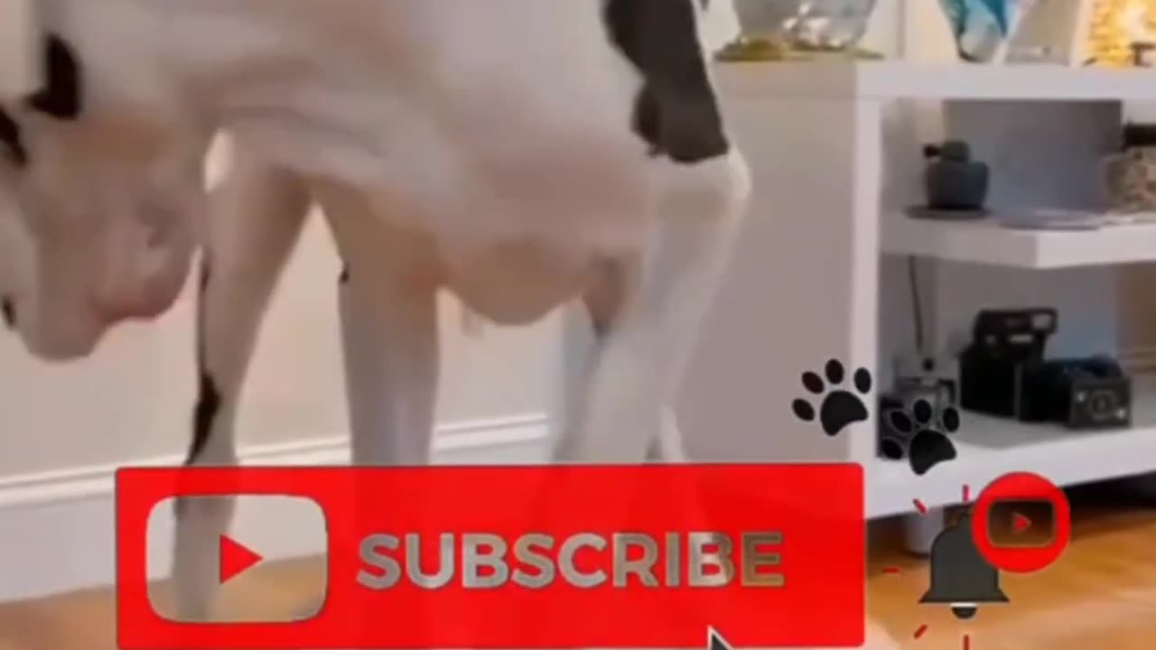 Cute & Funny Kittens—Pure Joy in Every Clip! 🐱✨